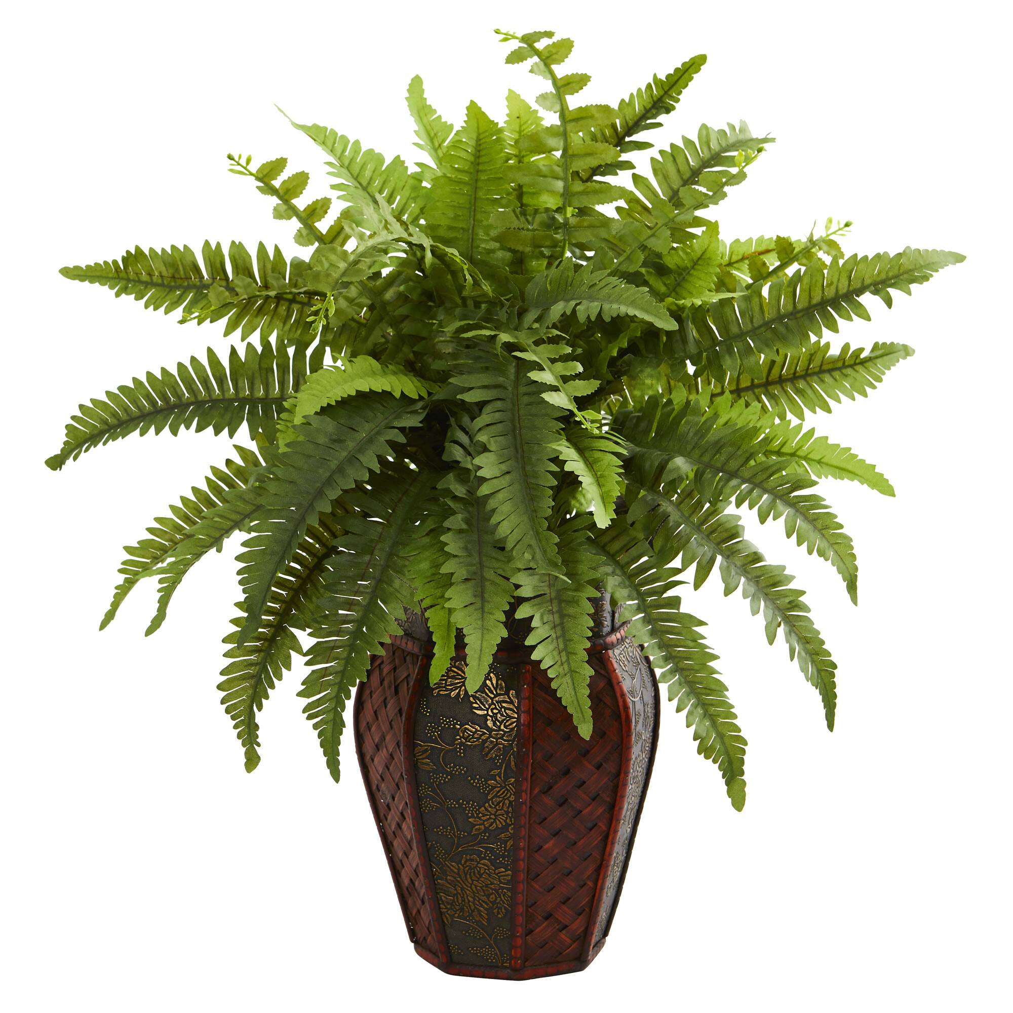 20" Boston Fern Plant in Decorative Planter